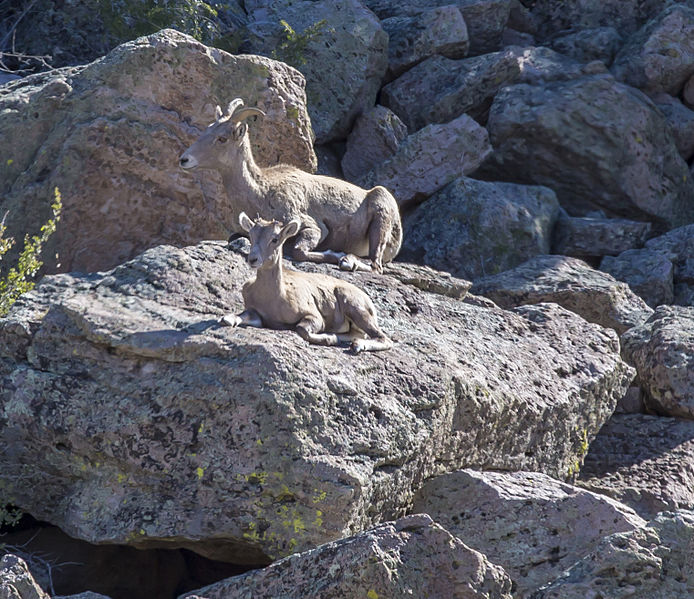 File:Browns Canyon National Monument (15305607684).jpg