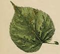 Bucculatrix thoracella mined an gnawed lime leaf.JPG