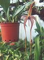 Bulbophyllum echinolabium