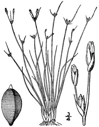 <i>Bulbostylis capillaris</i> Species of grass-like plant