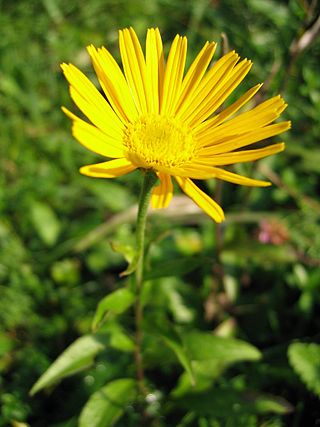 <i>Buphthalmum</i> Genus of flowering plants