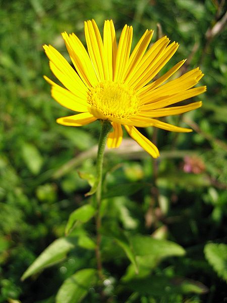 File:Buphthalmum salicifolium.jpg