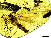 Burmopsychops labandeirai Burmopsychops labandeirai holotype.jpg