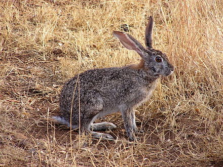 Scrub hare in South Africa