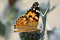 Butterfly - panoramio (1).jpg
