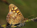* Nomination A Speckled wood butterfly -- Alvesgaspar 14:38, 7 November 2015 (UTC) * Promotion Good quality. Even when the composition is not perfect --Hubertl 16:50, 7 November 2015 (UTC)