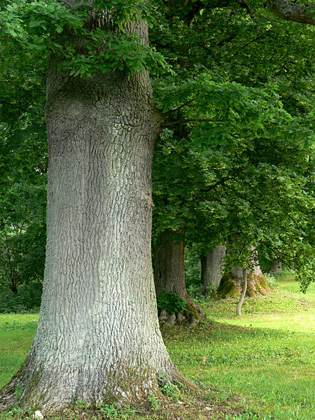 File:Bychowo, park dworski, poł. XIX 06.jpg