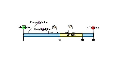 C8ORF48 Primary Structure.jpg