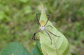 Argiope aemula