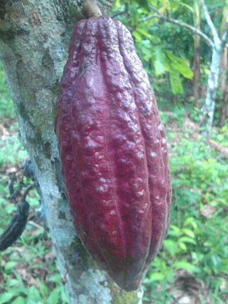 File:Cacao venezolano.jpg