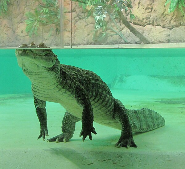 C. crocodilus at the Helsinki Tropicario Zoo aquarium in Helsinki, Finland in 2010