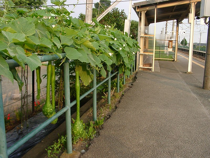 File:Calabash in Kami-Ōi Station1.jpg