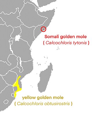 <i>Calcochloris</i> Genus of mammals