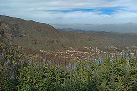 Caldera de Los Marteles, Echium callithyrsum.jpg