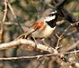 Calicalicus rufocarpalis - Redshouldered vanga.jpg