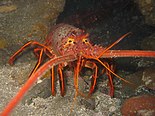 California spiny lobsters are relatives of the Larval specimen from the Sachrang Formation California spiny lobster.JPG