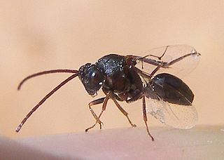 Figitidae Family of wasps