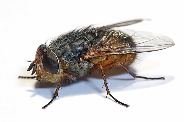 Голубая мясная муха (Calliphora augur)