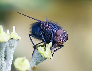 Blue bottle fly