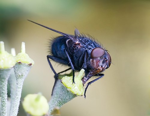 blue bottle fly