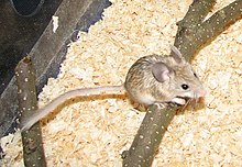 Hamster - Wikipedia