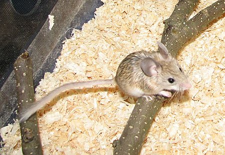 Calomyscus_urartensis