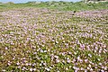 ハマヒルガオ Calystegia soldanella