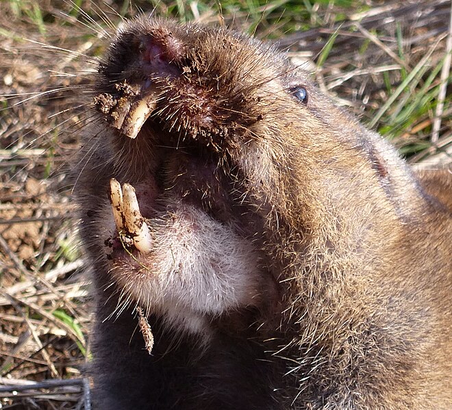 File:Camas pocket gopher (2) crop.jpg