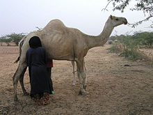 camel milk - Wikidata