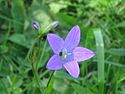 Campanula patula 