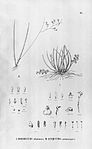 Capanemia superflua (as Rodriguezia uliginosa) - Quekettia microscopica (spelled Quequettia)- Fl.Br. 3-6-34.jpg