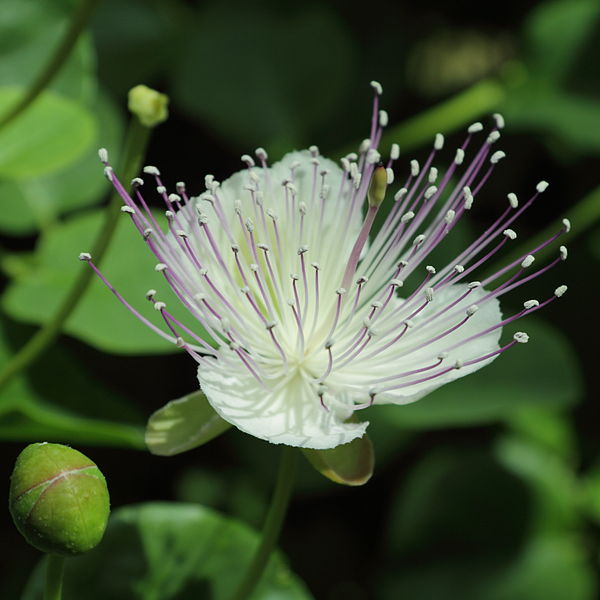 File:Capparis spinosa-IMG 3466.jpg