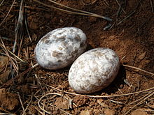 Foto che mostra due uova bianche macchiate di marrone e grigio, deposte a terra.