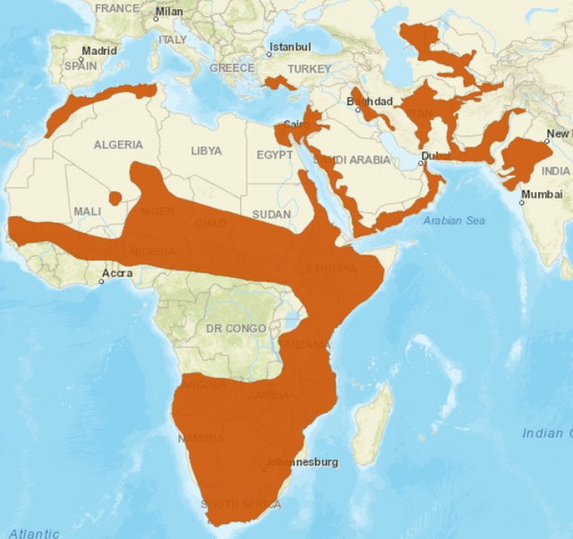 Image: Caracal distribution