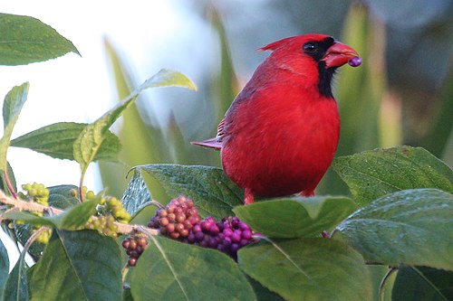 A cardinal eating berries.