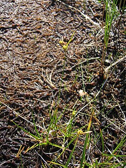Carex lepidocarpa ssp jemtlandica var kainuensis.jpg