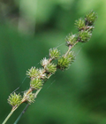 Thumbnail for Carex normalis