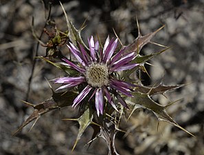 Carlina lanata (Carline laineuse, Villetelle)