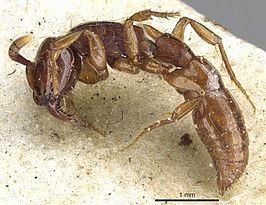 Acanthostichus serratulus