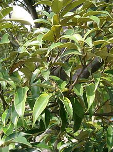 Castanopsis sieboldii leaves Castanopsis sieboldii1.jpg