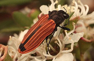 Castiarina erythroptera Castiarina erythroptera2 Bunyip SP Dec14.jpg