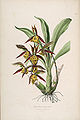 Catasetum saccatum plate 41 in: John Lindley: Sertum Orchidaceum, (1838)