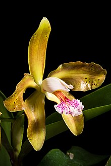 Cattleya schofieldiana 'Sol de Oro' Rchb.f.- Gard. Chron.- n.s.- 18- 808 (1882). 20220711 173626.jpg