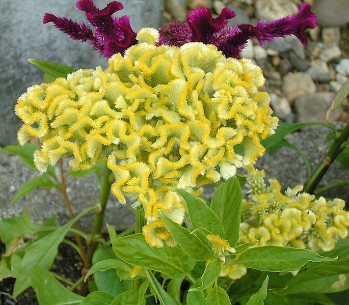 File:Celosia argentea cristata01 ies.jpg