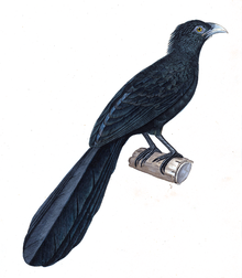 Centropus menbeki - 1825-1838 - Baskı - Iconographia Zoologica - Özel Koleksiyonlar Amsterdam Üniversitesi - UBA01 IZ18800175.png