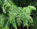 Cephalotaxus sinensis 1.jpg