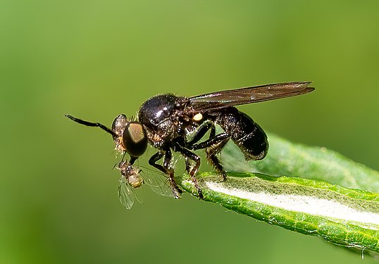 Cerotainia robber fly with prey, Central Park