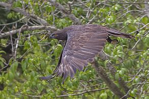 Changeable Hawk Eagle Sunderbans National Park West Bengal India 23.08.2014.jpg