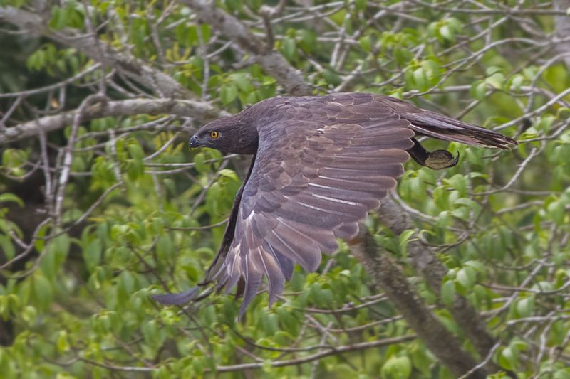 File:Changeable Hawk Eagle Sunderbans National Park West Bengal India 23.08.2014.jpg