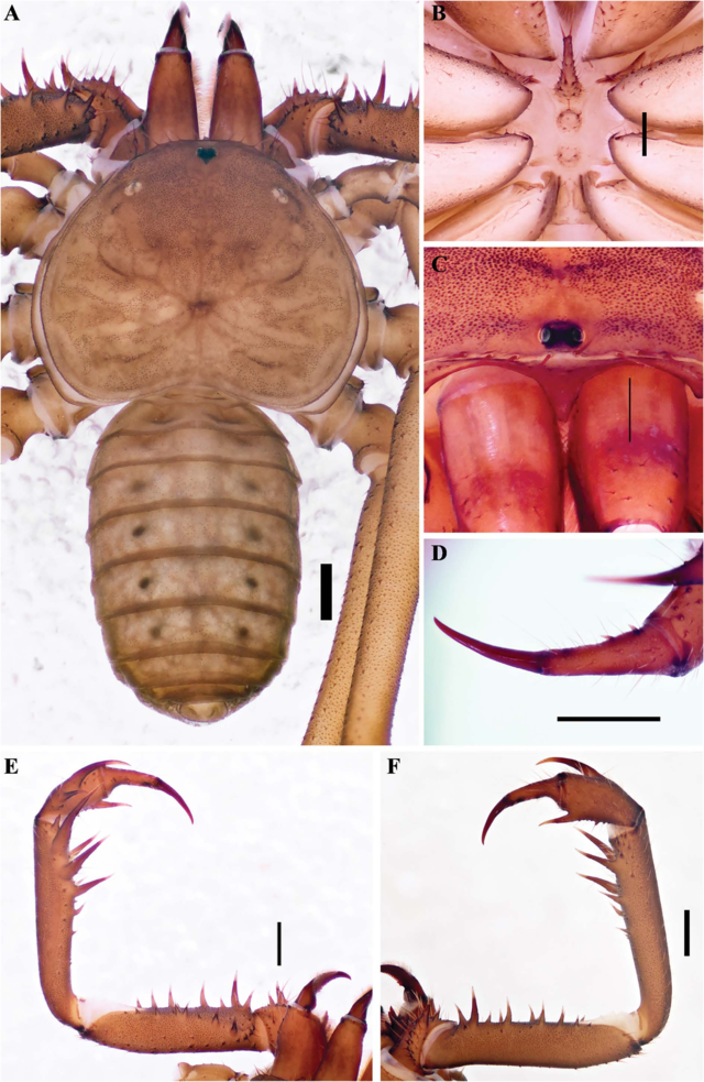 Description de l'image Charinus apiaca (10.5852-ejt.2021.772.1505) Figure 47.png.